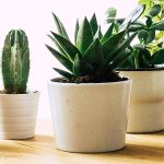 small-indoor-plants-hero